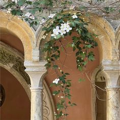 white flowers growing on the side of an old building with arches and arched doorways