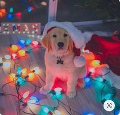 a dog is sitting on the floor with christmas lights around him and wearing a santa hat