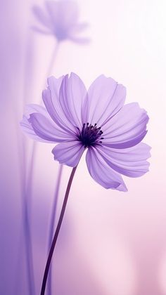 a purple flower is in the foreground, with other flowers in the back ground