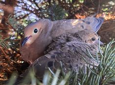 two birds are sitting in the branches of a pine tree and one is looking at the camera