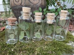 four glass bottles with leaves in them sitting on the ground next to a moss covered rock