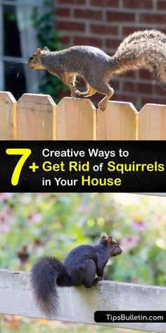 squirrels and squirrels on the fence with text overlay that reads 7 creative ways to get ridd by squirrels in your house