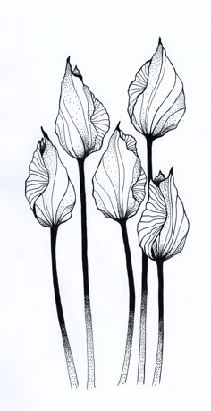 three flowers are shown in black and white