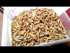 a container filled with lots of worms sitting on top of a table