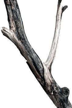 an old tree branch with no leaves is shown in this black and white photo on a white background