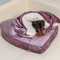 a black and brown dog laying on top of a purple bed covered in a blanket