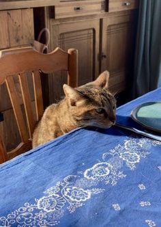 a cat sitting on top of a blue table cloth next to a wooden dining chair