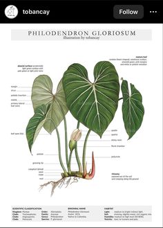 a diagram of the parts of a plant with names and pictures on it's side