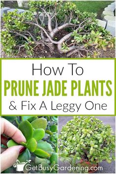 how to prune jade plants and fix a leggy one