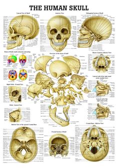 the human skull is shown in this diagram with all its bones and their major structures