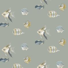 an image of many different types of fish on a gray background with gold and white stripes