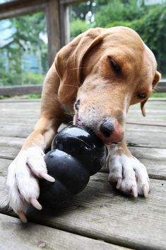 a dog playing with a toy on the deck