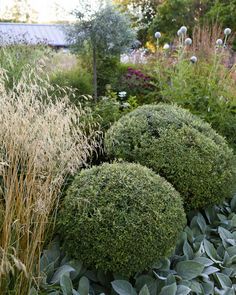 some very pretty bushes and plants in the grass