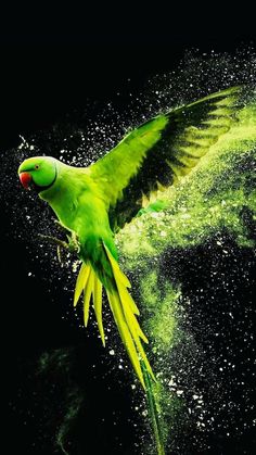 a green bird flying through the air with it's wings spread out and its body covered in powder