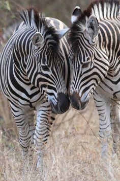 two zebra standing next to each other on a dry grass field