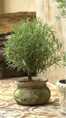 a potted plant sitting on top of a table next to another potted plant