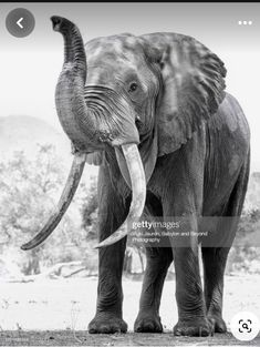 an elephant with tusks standing in front of some trees and bushes, black and white