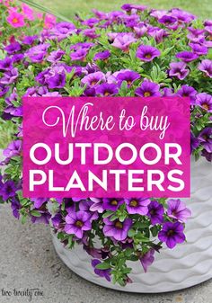 purple flowers in a pot with the words where to buy outdoor planters on it