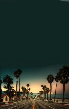 black and white photograph of palm trees on the side of a road in front of an ocean