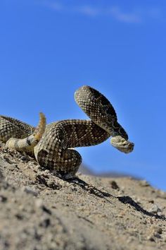 two rattles on the ground with their mouths open