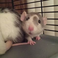 a rat sitting on top of a table next to a gerbil in a cage