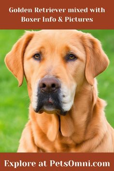 a golden retriever mixed with boxer info & pictures is featured in this postcard