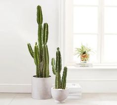 two potted plants sitting next to each other in front of a white window sill