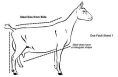 the diagram shows how to measure an animal's body