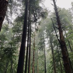 the trees are tall and green in the forest