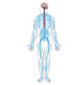 the human body is shown in blue and white