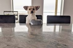 a small dog is sitting at the table eating out of his food dish while looking into the camera