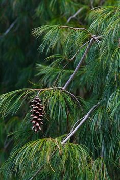 a pine cone hanging from a tree branch