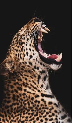 a leopard with its mouth open showing teeth