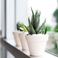 three potted plants sitting on a window sill