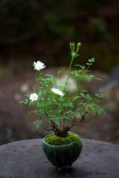 a small potted plant sitting on top of a rock