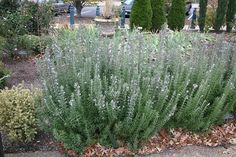 some lavender plants are growing in the ground