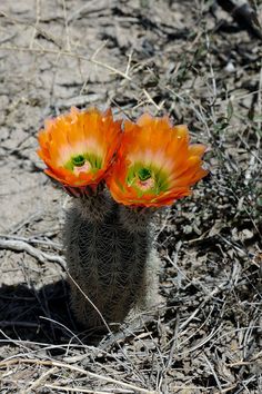 two orange flowers are in the desert