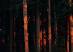 the trees are lit up at night in the forest