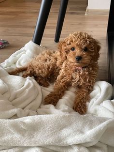 a small brown dog laying on top of a bed next to a pile of white blankets