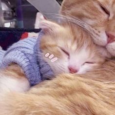 two cats sleeping next to each other with their heads close together and one has its eyes closed