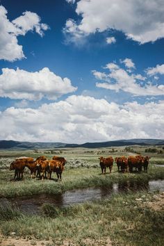 a herd of cattle standing on top of a lush green field next to a river