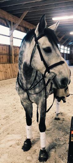 a white horse with black and white boots on it's feet standing in an indoor arena