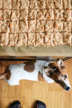 a small dog standing on top of a wooden floor next to a pile of food