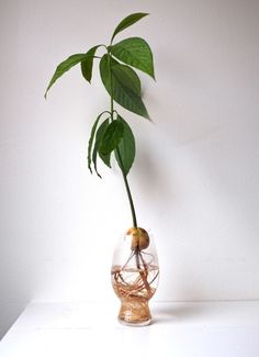 a plant in a glass vase on a white surface with the top half turned upside down