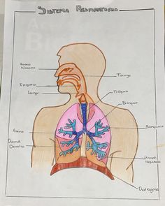 diagram of the human body with major organs and their corresponding labels on it's back side