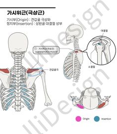 an image of the back and shoulder muscles in different languages, with instructions on how to use