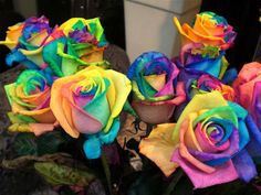 there are rainbow colored roses in the vase