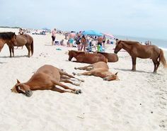 several horses laying on the beach with people in the background