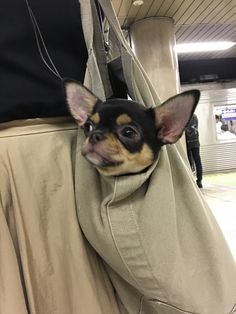 a small dog sitting in the back of a person's bag at an airport