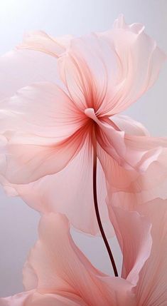 two pink flowers on a gray background